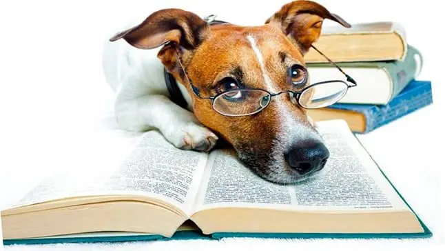 libro y perro