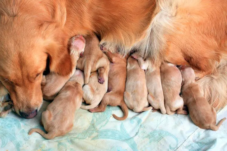 cachorros-mamando-de-la-madre