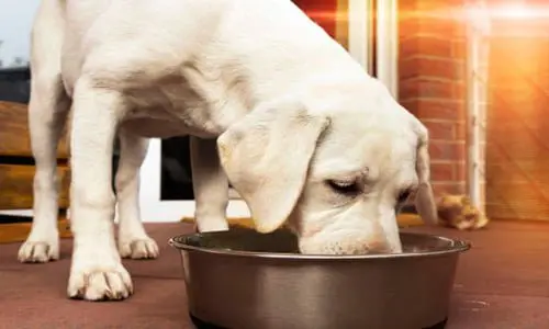 perro comiendo