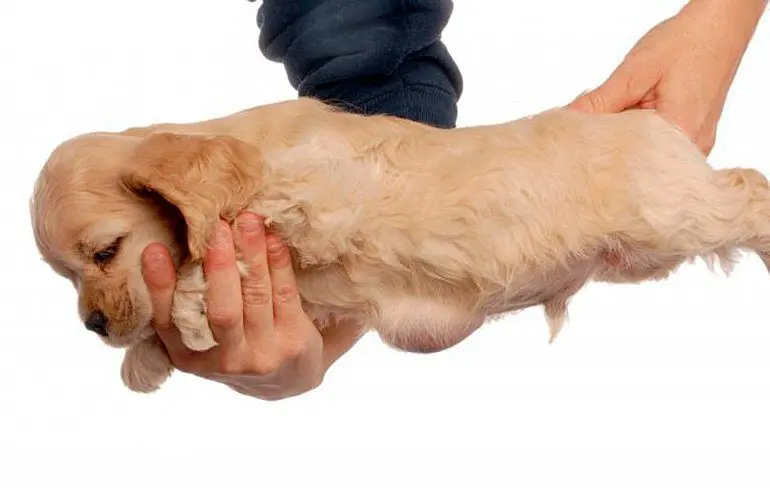 perro-con-hernia-en-el-ombligo