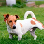 perro con infección de orina