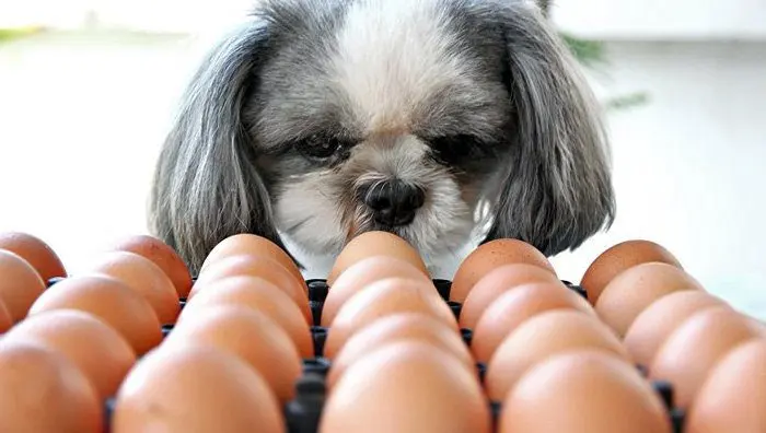 perro-mirando-huevos-de-gallina