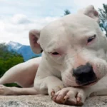 dogo argentino