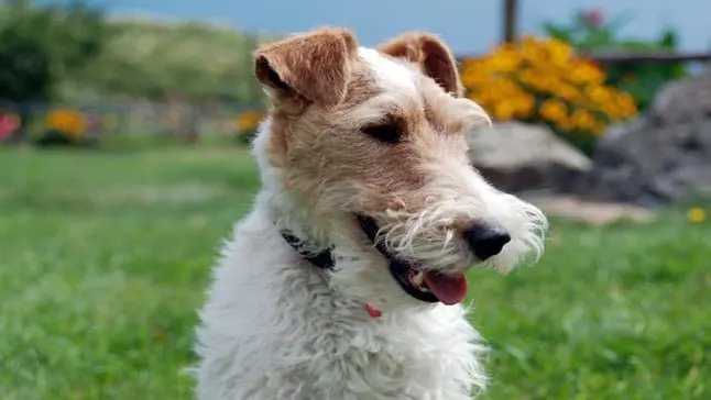 perro fox terrier