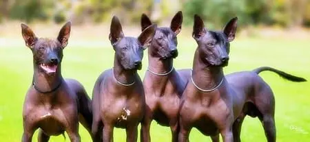 Perro sin pelo Argentino PILA