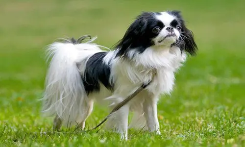 perro-spaniel-japones