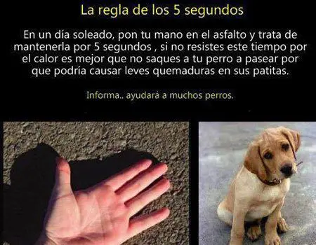 evitar quemaduras en pata de perro