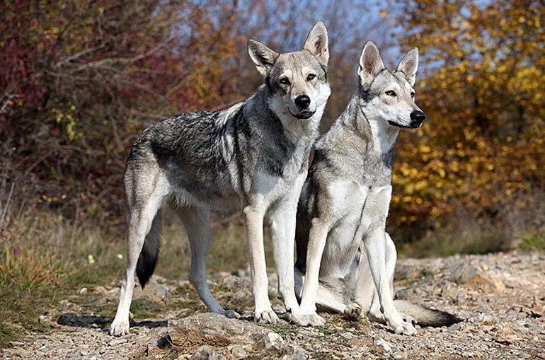 Perro-lobo-de-Saarloos
