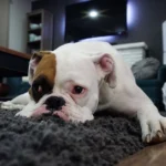 boxer con dolor en la cabeza