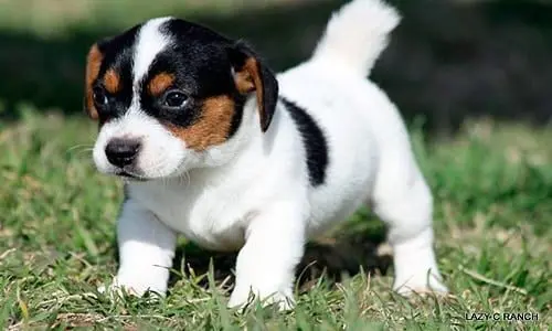cachorro de perro bodeguero andaluz