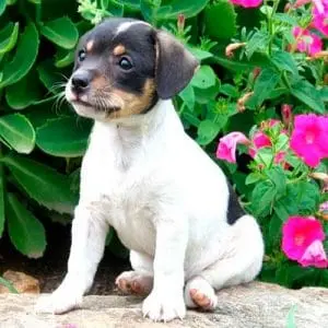 cachorro de ratonero andaluz