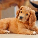 cachorro escuchando