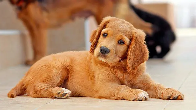cachorro-escuchando