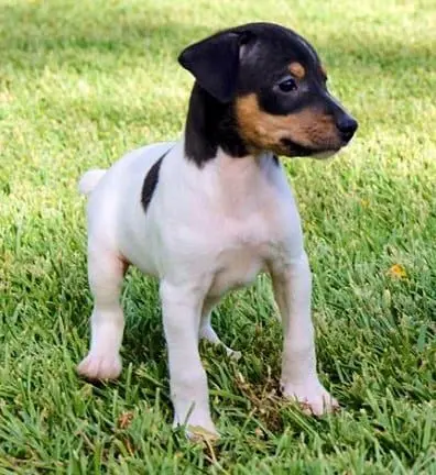 cachorro05