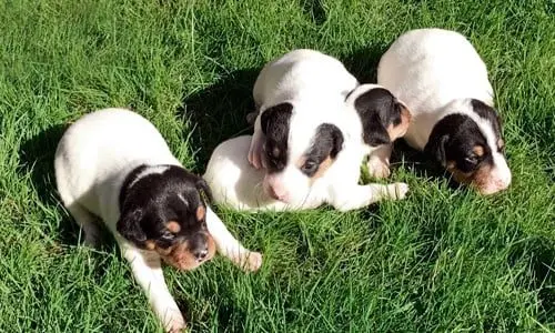 cachorros de ratonero bodeguero jugando