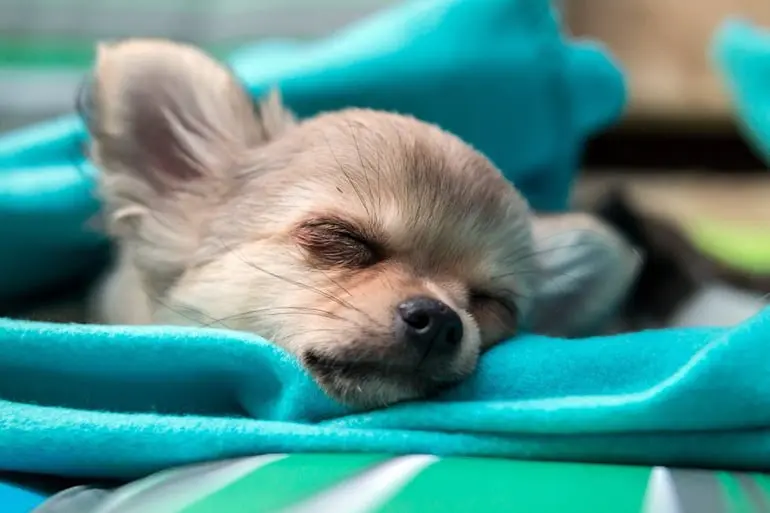 chihuahua-con-ataxia-descansando-en-su-cama