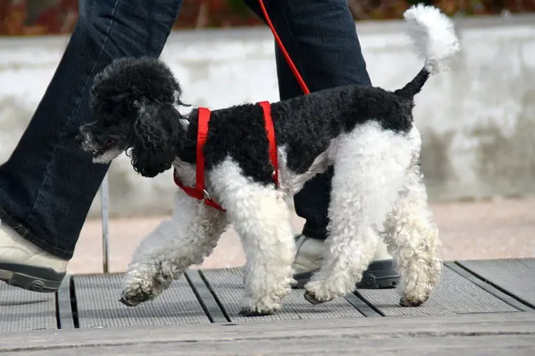 pasear-perro