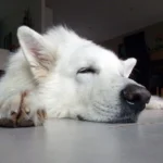 pastor suizo durmiendo