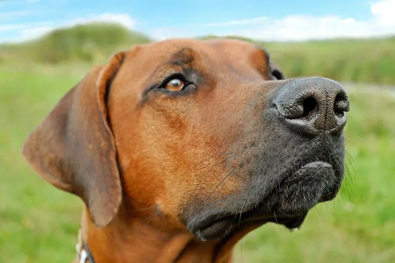 perro-cazando-camufla-su-olor