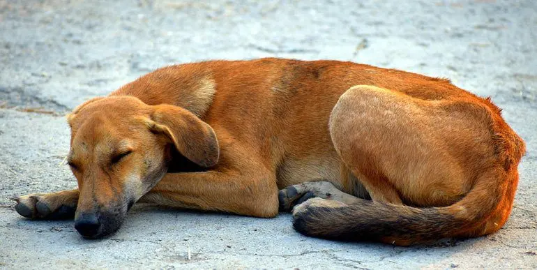 perro-con-Amiloidosis-duermiendo