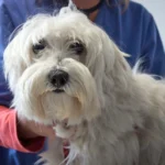 perro con Amiloidosis en el veterinario