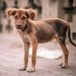 perro con anorexia