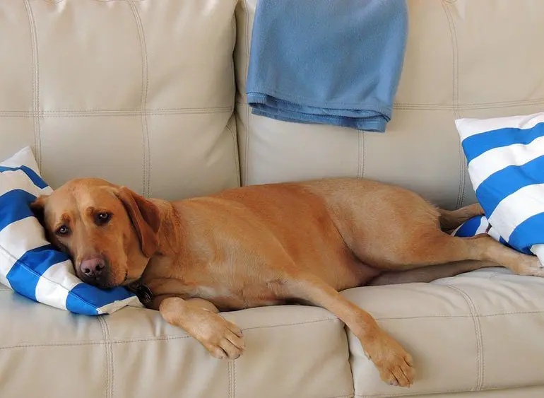 perro-con-ataxia-descansando