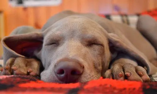 perro-durmiendo