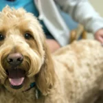 perro en clínica veterinaria