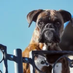 perro guardían