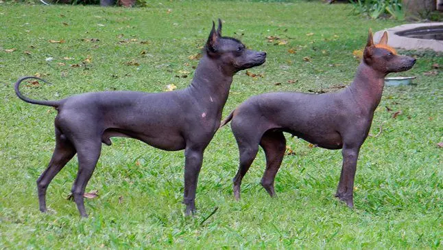 perro-pila-argentino