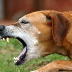 perro tosiendo