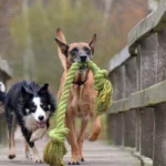 perros jugando