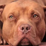 pitbull red nose