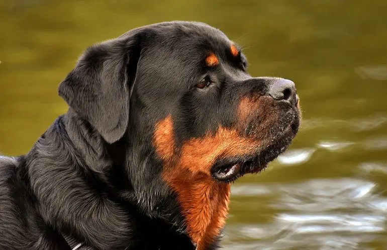 rottweiler-enorme