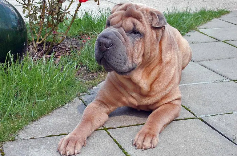 shar-pei-con-Amiloidosis