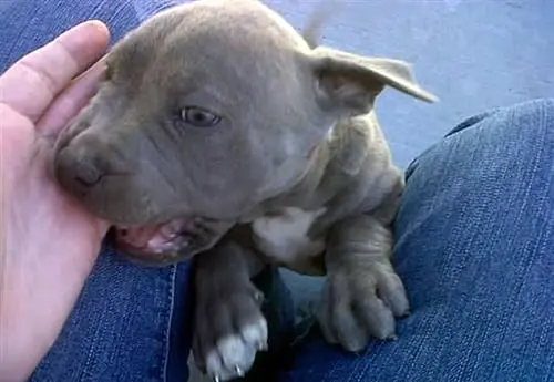 cachorro de pitbull mordiendo mano