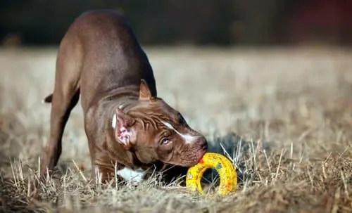 pitbull aprendiendo la mordida