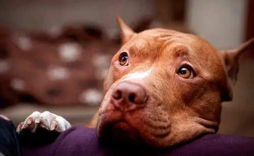 perro american pitbull terrier