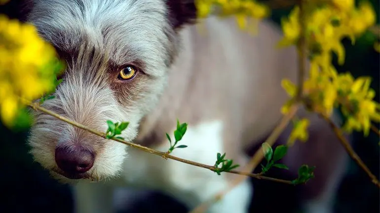 Bearded-collie-escondido-tras-las-ramas