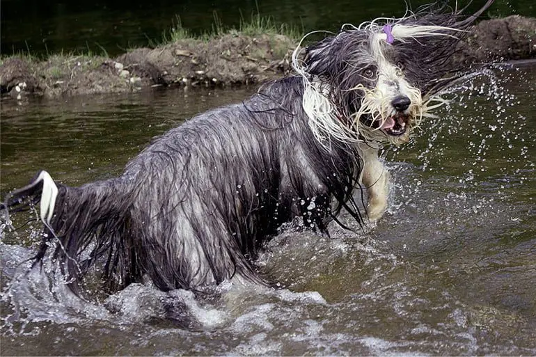Bearded-collie-jugando-en-el-agua