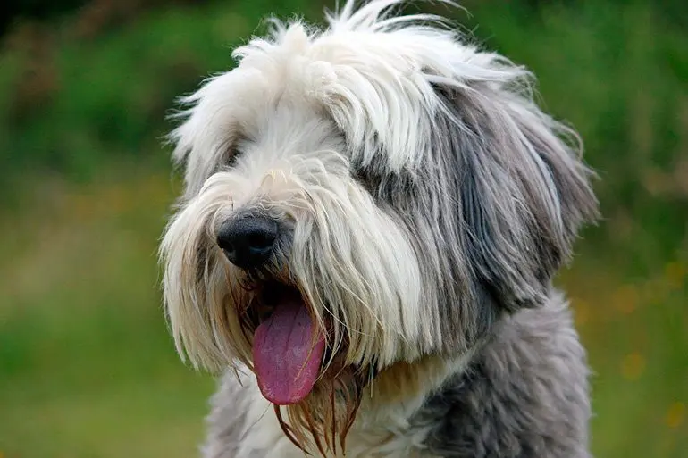 Bearded-collie