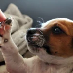 acariciar a un cachorro