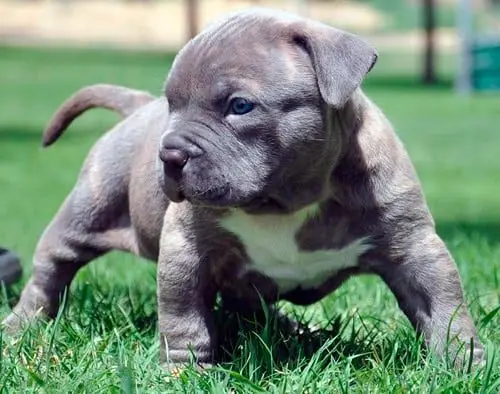 cachorro de pitbull terrier paseando