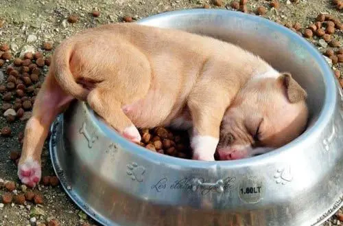 American pitbull cachorro comiendo