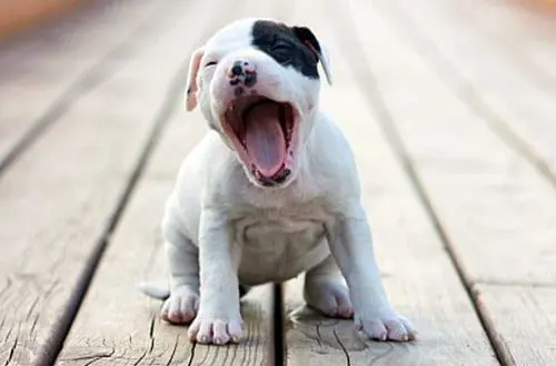 cachorro de pitbull bostezando