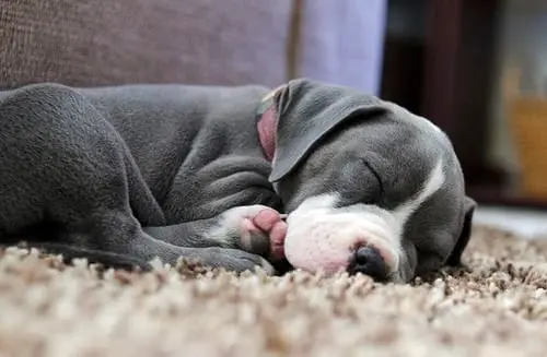 pitbull cachorro durmiendo