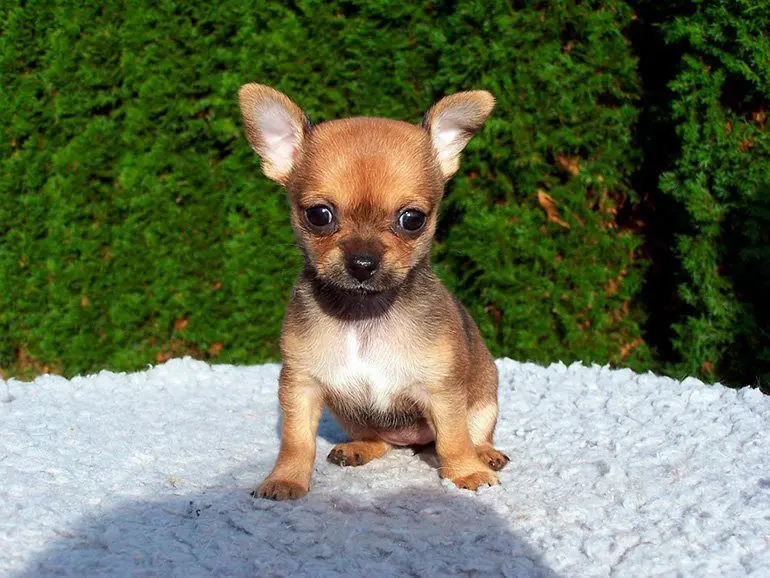 cachorro-de-chihuahua