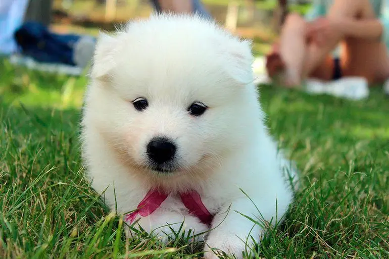 cachorro-de-samoyedo
