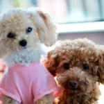 dos perritas